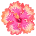 Hibiscus Freshie