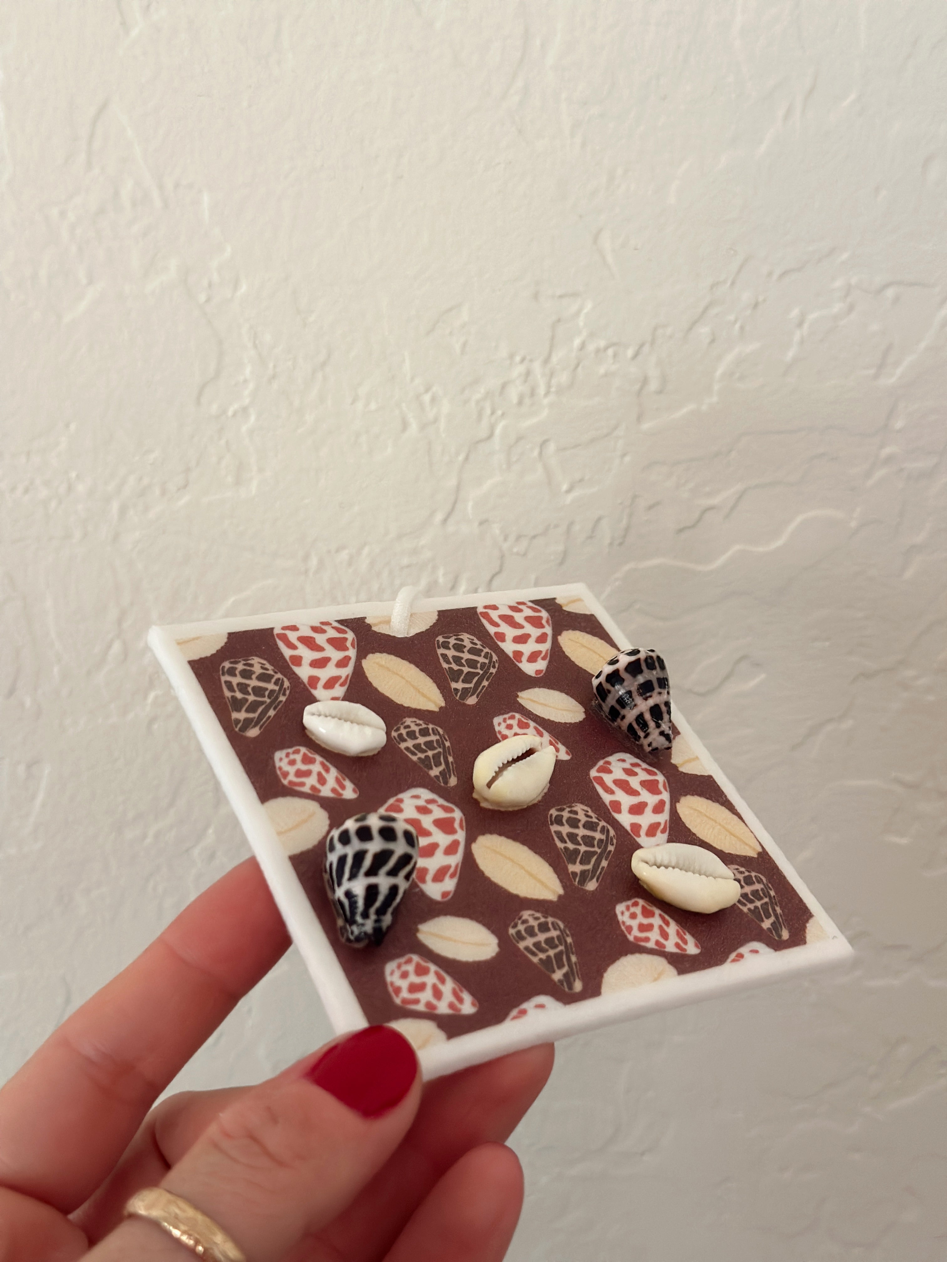 Cowrie and Hebrew Shell